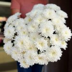 Хризантема Алтай кустовая