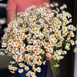 Ромашка кустовая (Танацетум)